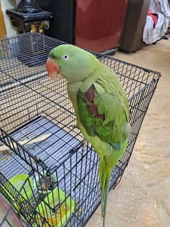 Female Raw Talking Parrot