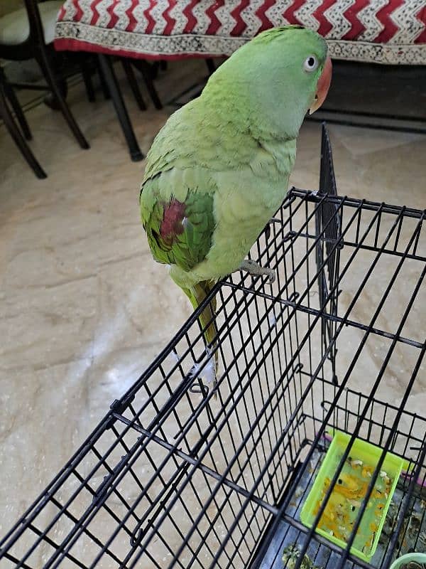 Female Raw Talking Parrot 2