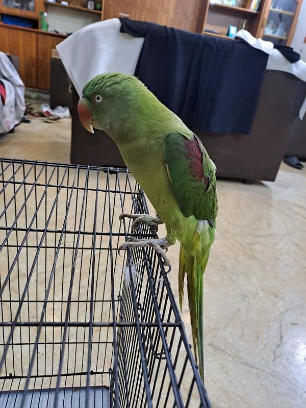 Female Raw Talking Parrot 3