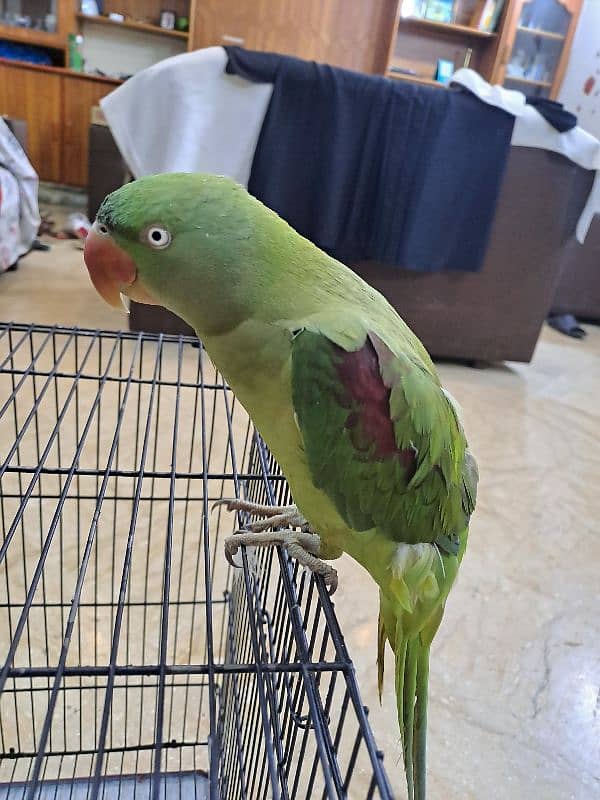 Female Raw Talking Parrot 4