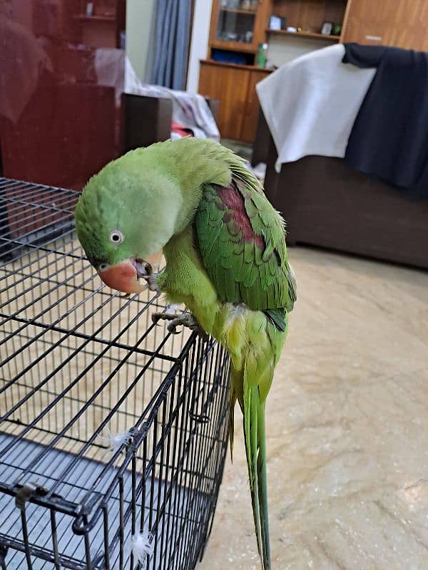 Female Raw Talking Parrot 6