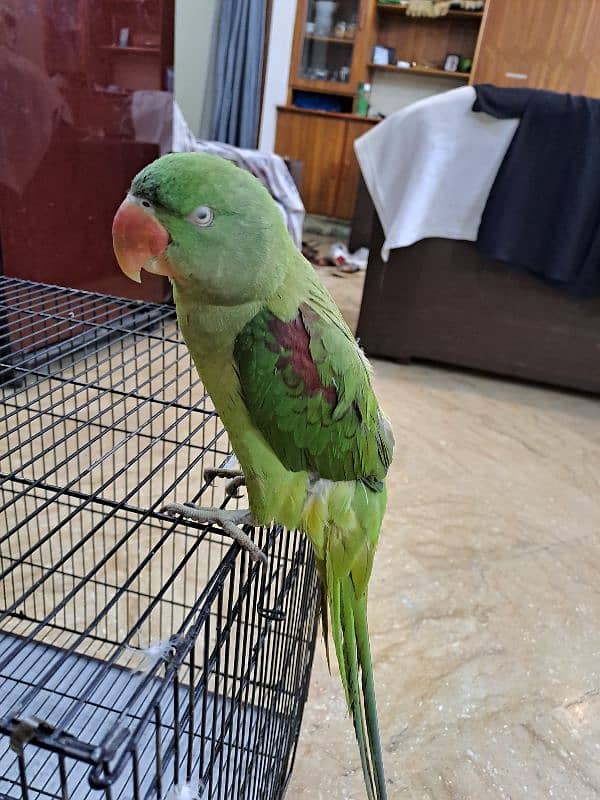 Female Raw Talking Parrot 7