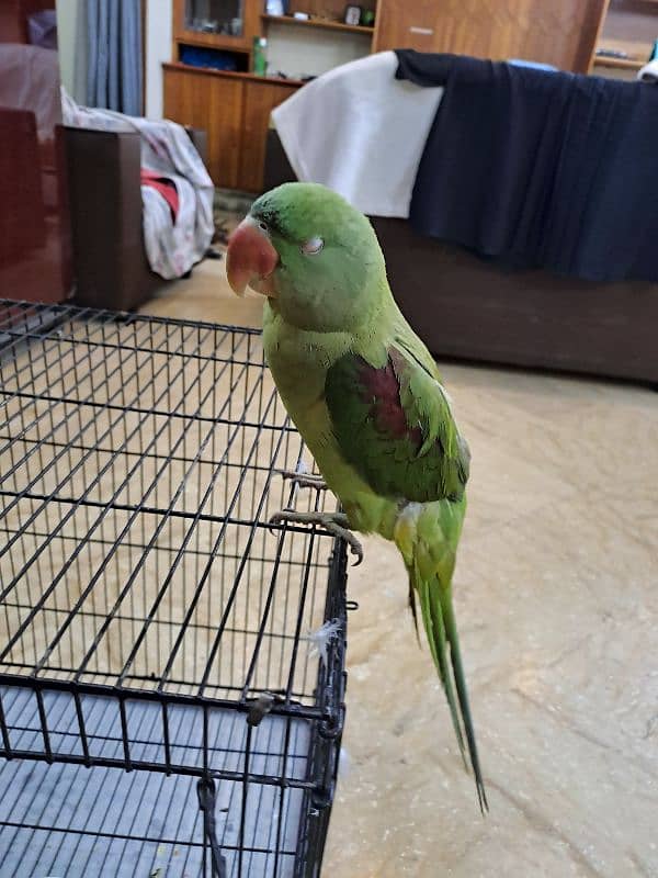 Female Raw Talking Parrot 8