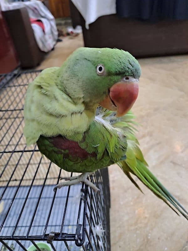 Female Raw Talking Parrot 9