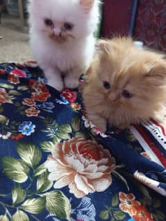 pure Persian kittens