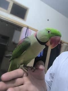 Kasmeru Hand tam talking parrot