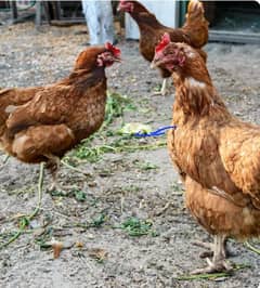 egg laying hens Lohman Brown