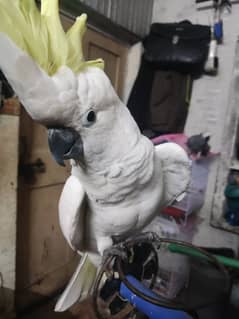 Cockatoo For Sale