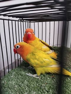 Pied Fisher lovebird yellow ficher fishri color love bird parrot