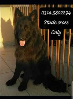 Black GSD Male for sale