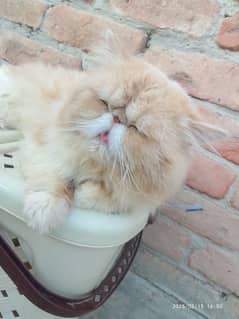 Persian peki male cat stad only