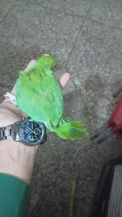 Ringneck parrot baby for sale