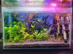 guppy fish, plants and shrimps