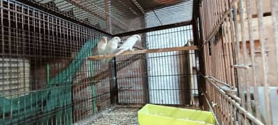 Lovebirds for sale complete setup