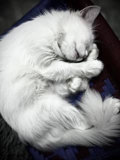 Persian Cat White with Golden Eyes