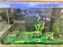 30 Gallon fish aquarium with 5 Oscar fish and equipment