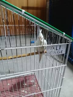 cage for sale with parrot Eno white red eye cocktail