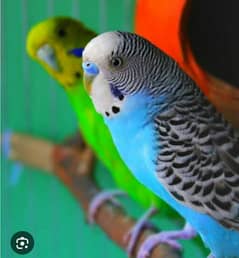 budgie