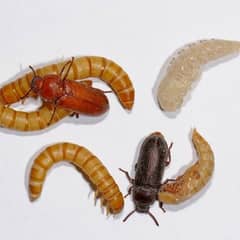 mealworms farming Karachi