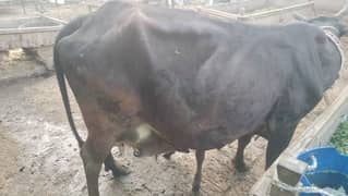 urgent sale Jursi Fresion cross cow with male wacha milk 16 Ltr