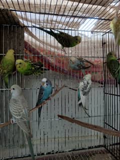 Baby budgies available