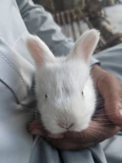 Rabbits Angora highi breed