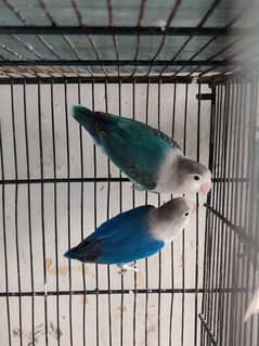 lovebirds pair  confirm breeder pair  contact this number 03117566978