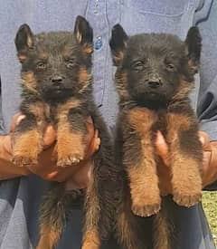 German Shepherd Dabal coat piar for sale