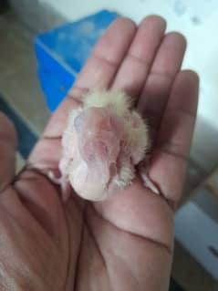 Cocktail Chick for sale