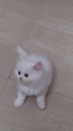 Persian kitten for urgent sale my WhatsApp number 03706577151