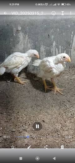 PARROT BEAK LONG TAIL AND WHITE SHAMO CHICKS AND KANDHARI CHICKS