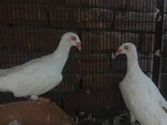 white Danish breeder pair