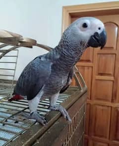 African grey parrot chicks for sale 0334/1495/7 WhatsApp number