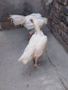 white aseel pair for sale