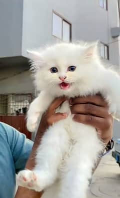 Persian triple coated punch face kittens03463649736 WhatsApp