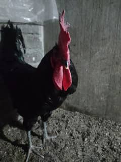 Australorp Adult Male