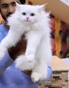 Persian triple coated punch face kittens03463649736 WhatsApp