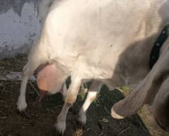 Gulabi Bakri گلابی بکری 4.5 ماہ کی گبن