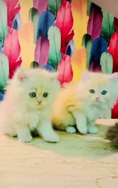 Persian triple coated punch face kittens03463649736 WhatsApp