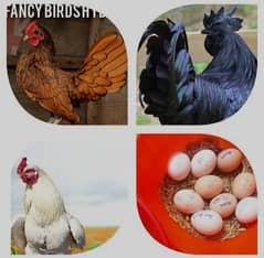 Fertile Eggs ( Ayam Cemani, Silkies Heera & Mushka )