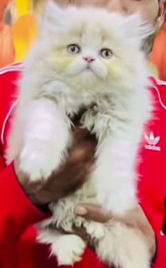 Persian triple coated punch face kittens03463649736 WhatsApp