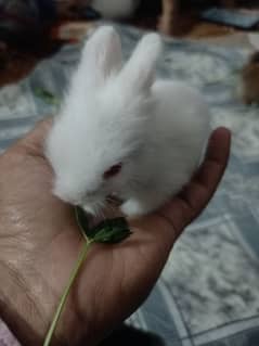 lionheaded bunnies