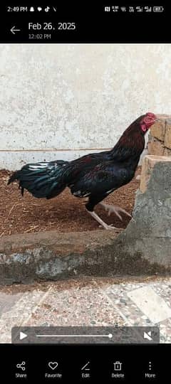 hen for sale