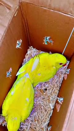 yellow rigneck healthy and active chicks