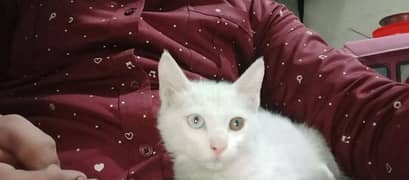 7mahiny ki hai female cat hai double eye wali hai full wight color hai