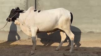 Bull sell for qurbani 2025