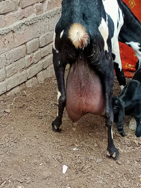 6 pure quality beetal milking  females / Big size milking goats 0