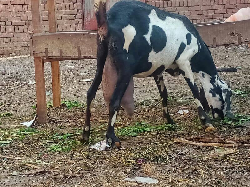 6 pure quality beetal milking  females / Big size milking goats 1