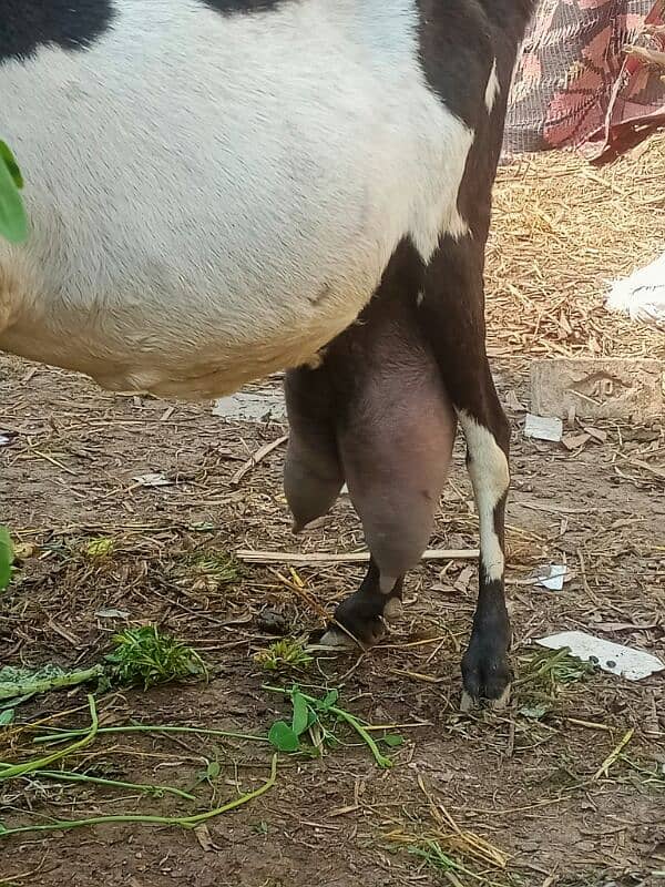 6 pure quality beetal milking  females / Big size milking goats 2