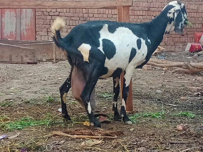 6 pure quality beetal milking  females / Big size milking goats 3